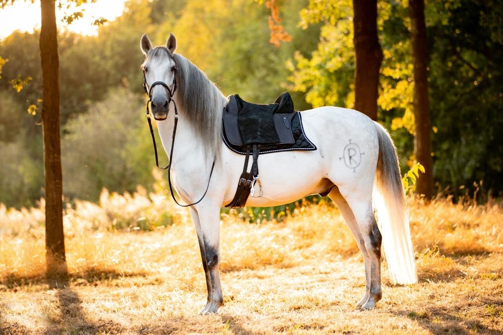 Barefoot Saddle Madrid - Barefoot Saddles Australia
