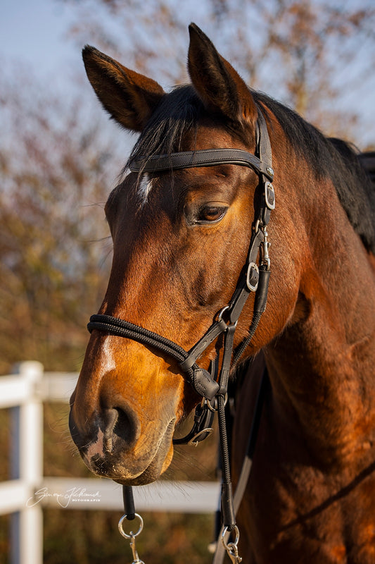 Bridle 'Syringa' with reins - Barefoot Saddles Australia