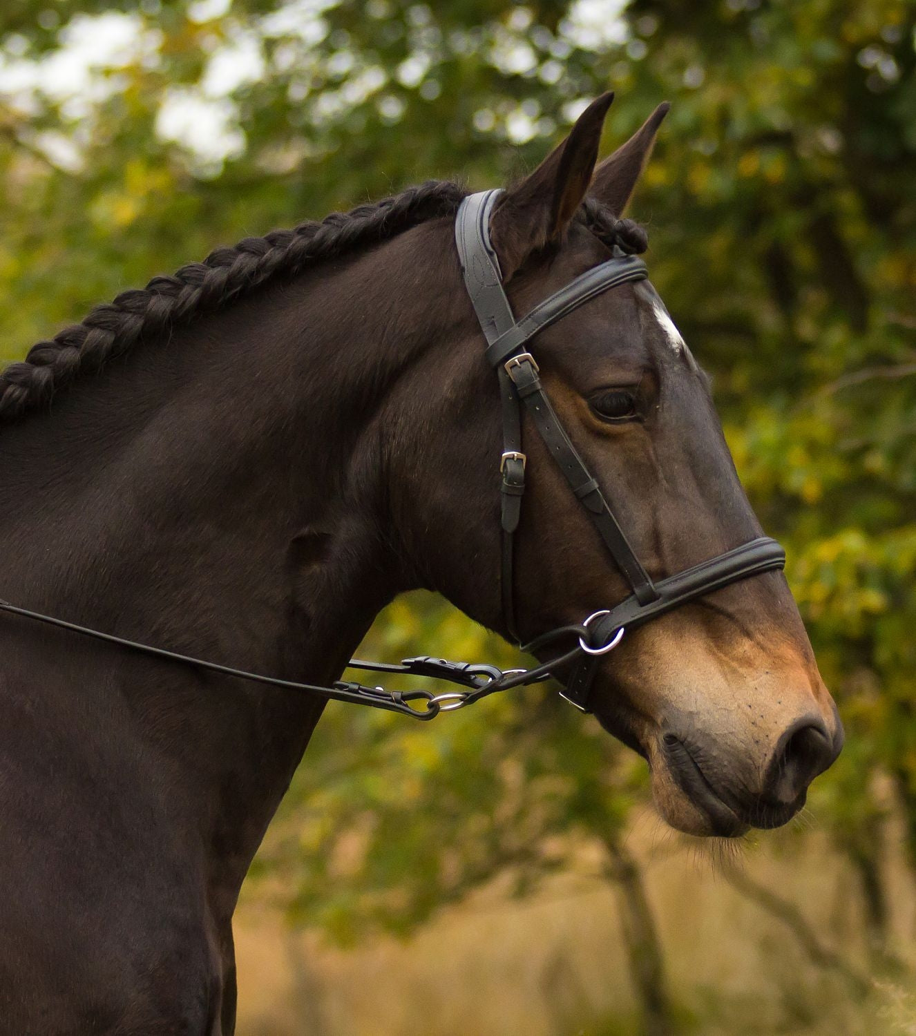 Bitless Bridle 'Walnut' - Barefoot Saddles Australia