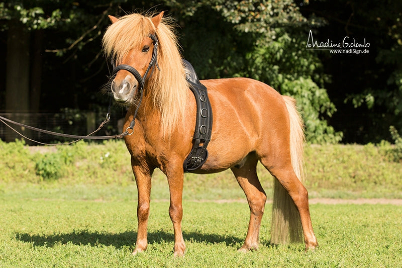 Barefoot® Surcingle, Leather - Barefoot Saddles Australia