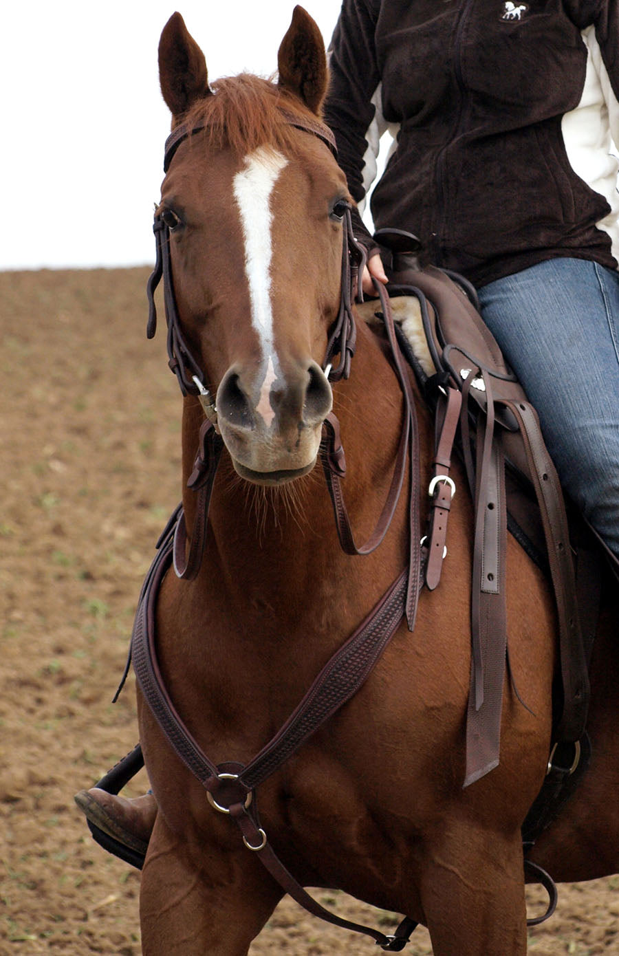 Adjustable Breastplate - Barefoot Saddles Australia
