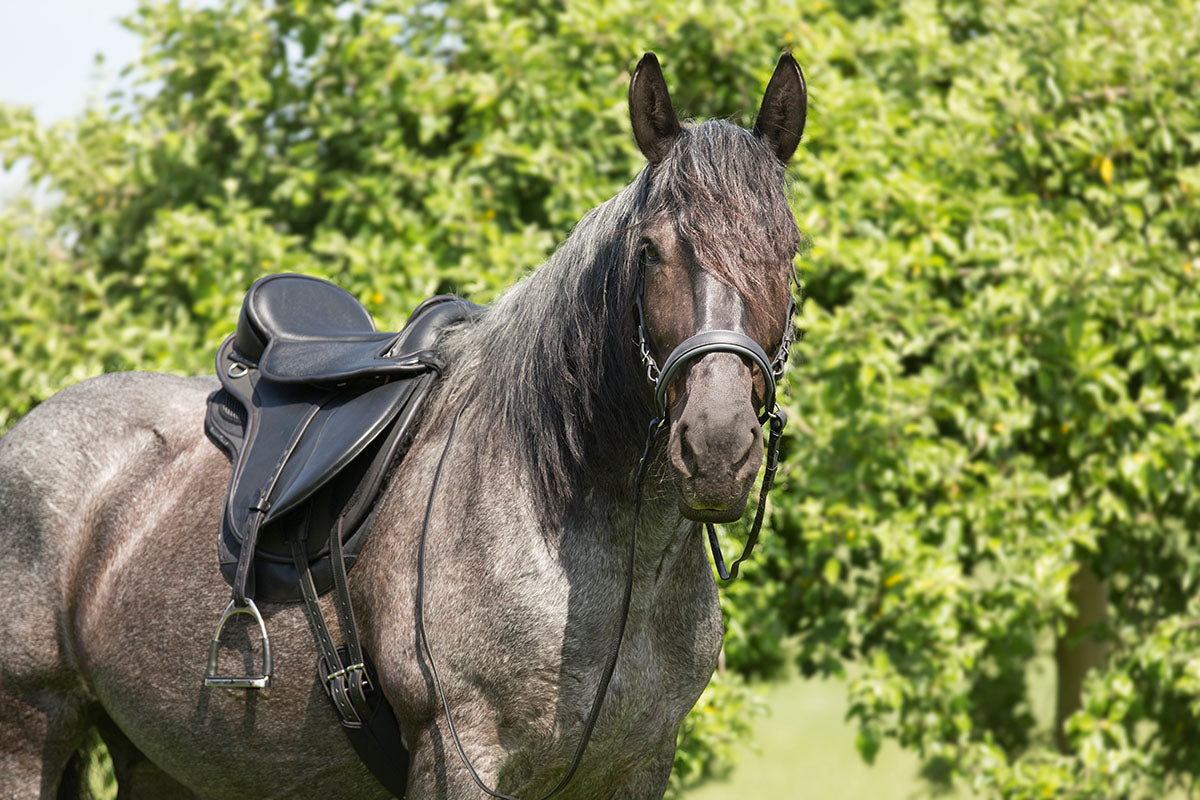 Barefoot Saddle Nottingham - Barefoot Saddles Australia