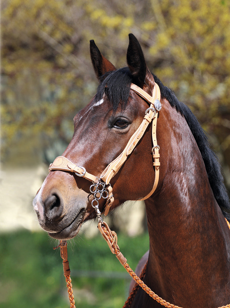 Hackamore 'Flower' - Nose and Chin Strap sold separately - Barefoot Saddles Australia