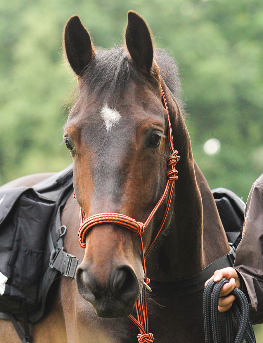 Be Gentle Halter - Barefoot Saddles Australia