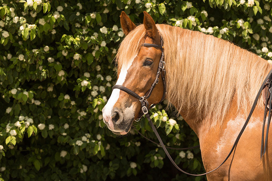 Contour Trail - Bitless or Bitted Marathon/Endurance Bridle - Barefoot Saddles Australia