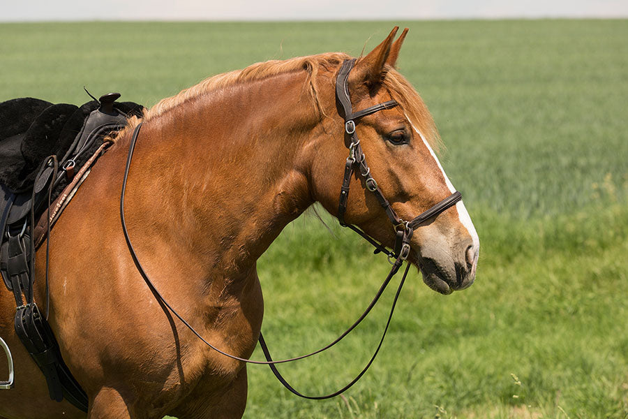 Contour Trail - Bitless or Bitted Marathon/Endurance Bridle - Barefoot Saddles Australia