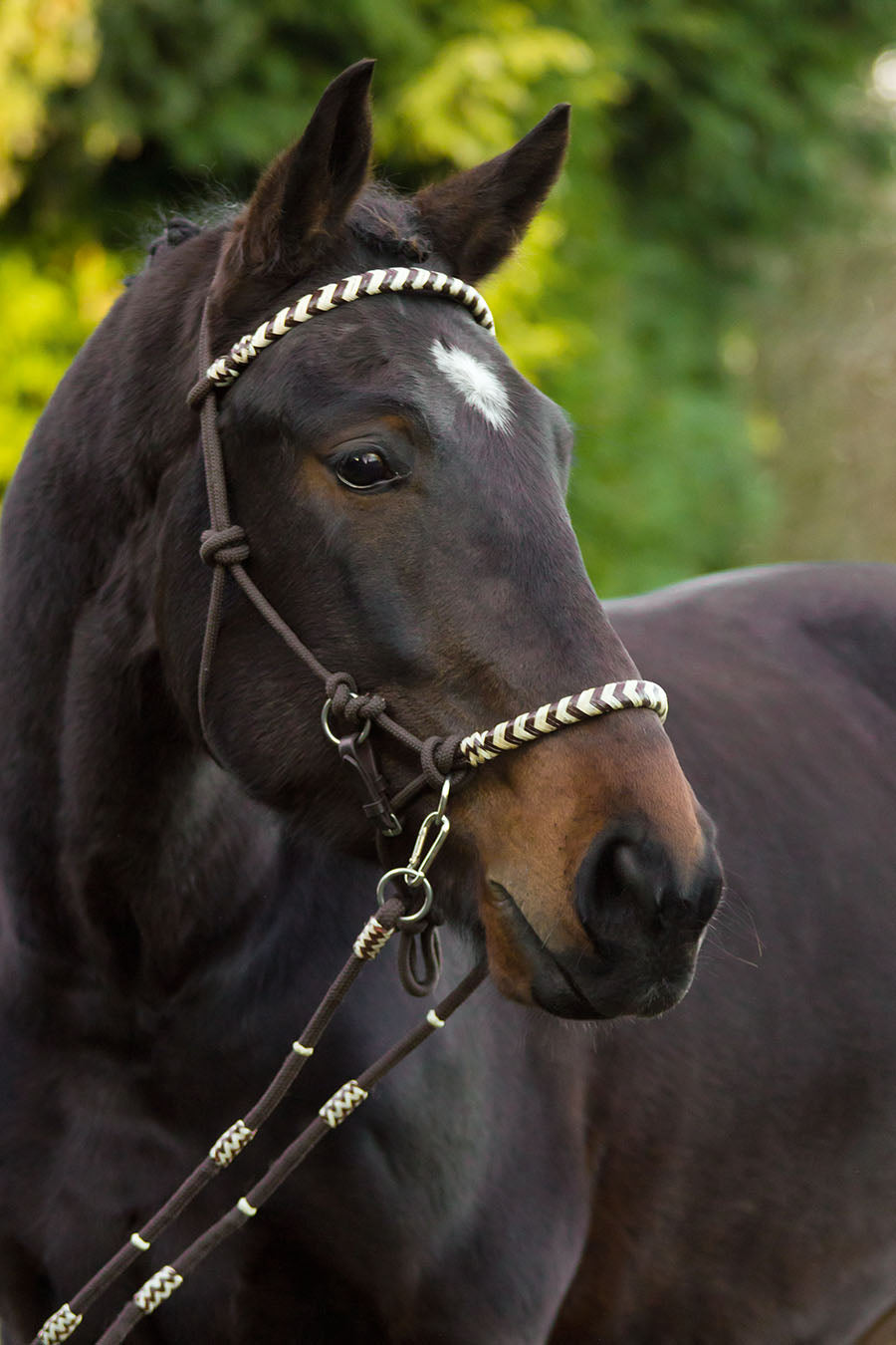 Riding Halter 3-in-1 'Seneca' - Barefoot Saddles Australia