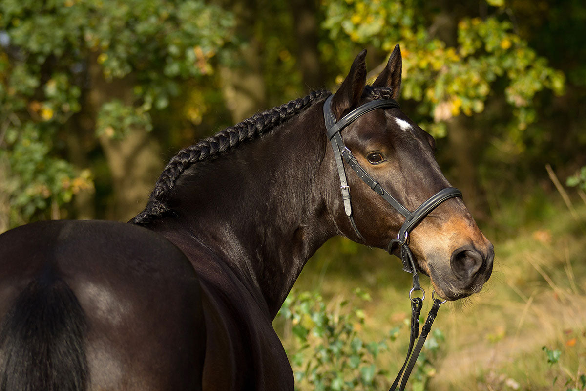 Bitless Bridle 'Walnut' - Barefoot Saddles Australia