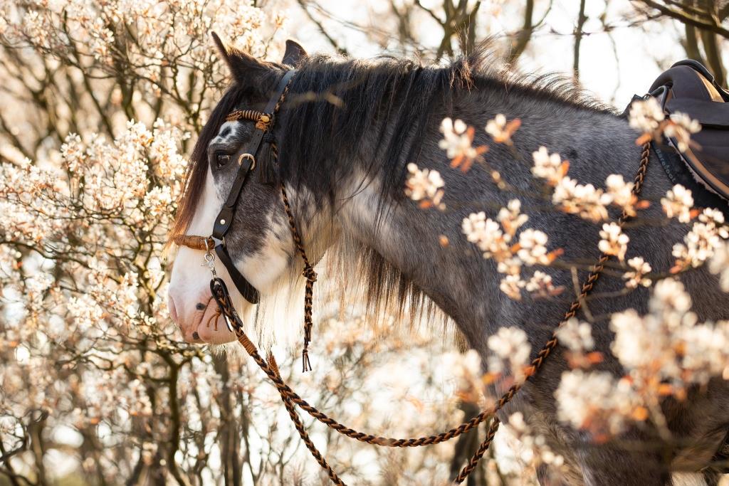 Bridles