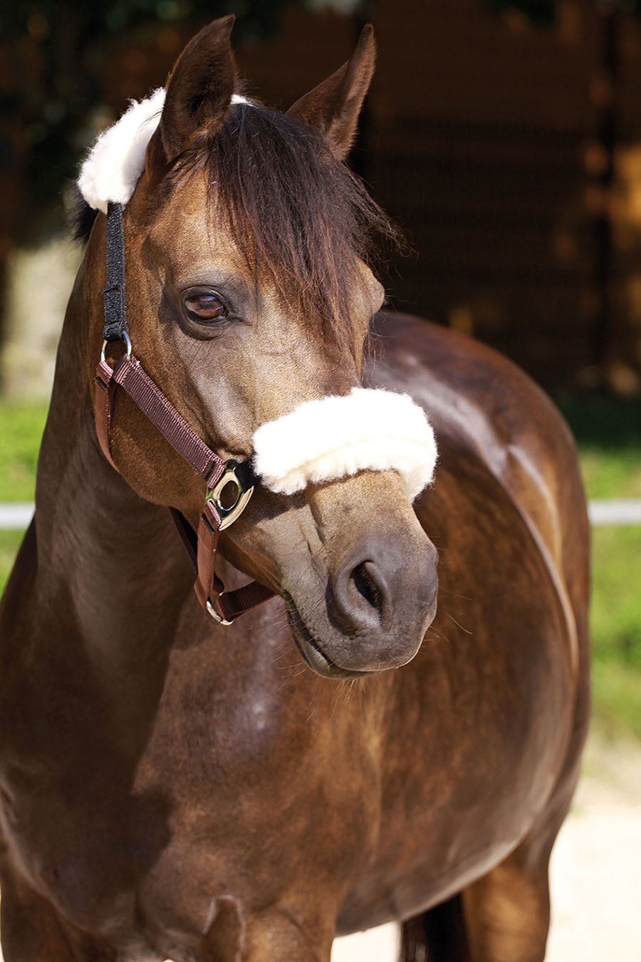 Halters