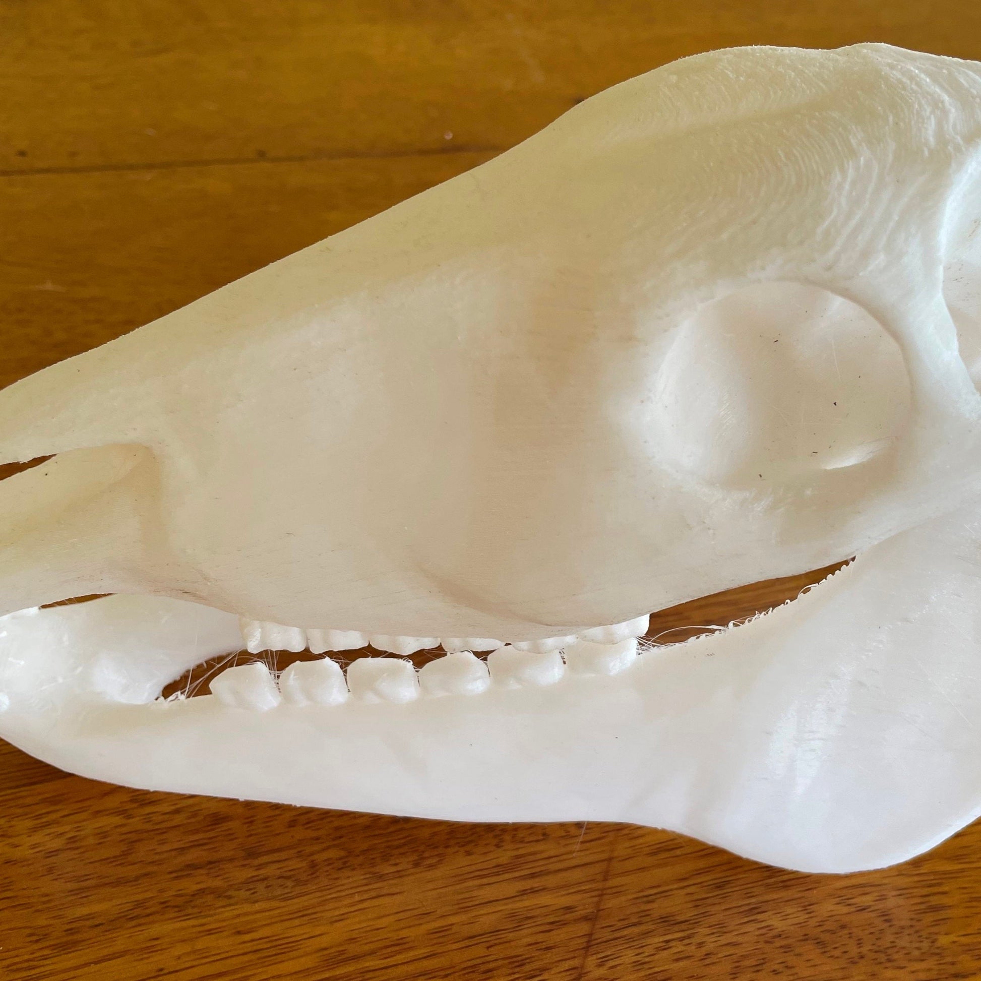 3D Printed Horse Skull - Barefoot Saddles Australia