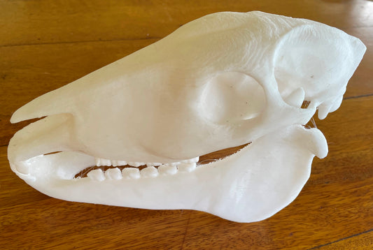 3D Printed Horse Skull