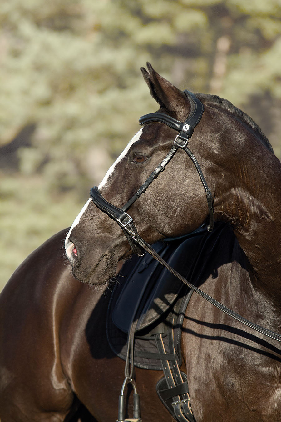 'Wellington Contour' Bitless or Bitted Bridle