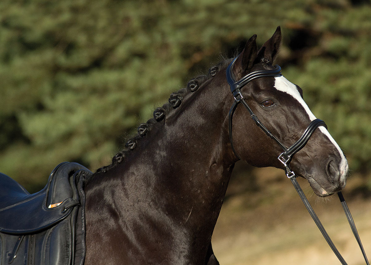 'Wellington Contour' Bitless or Bitted Bridle