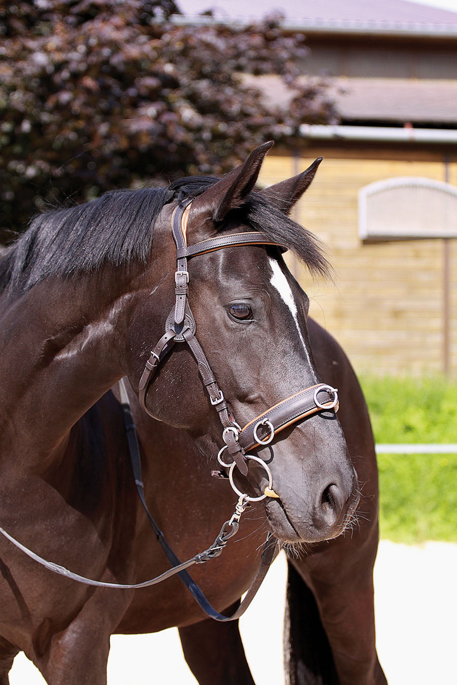 Barefoot Contour Physio Bitless or Bitted Bridle Brown - Barefoot Saddles Australia