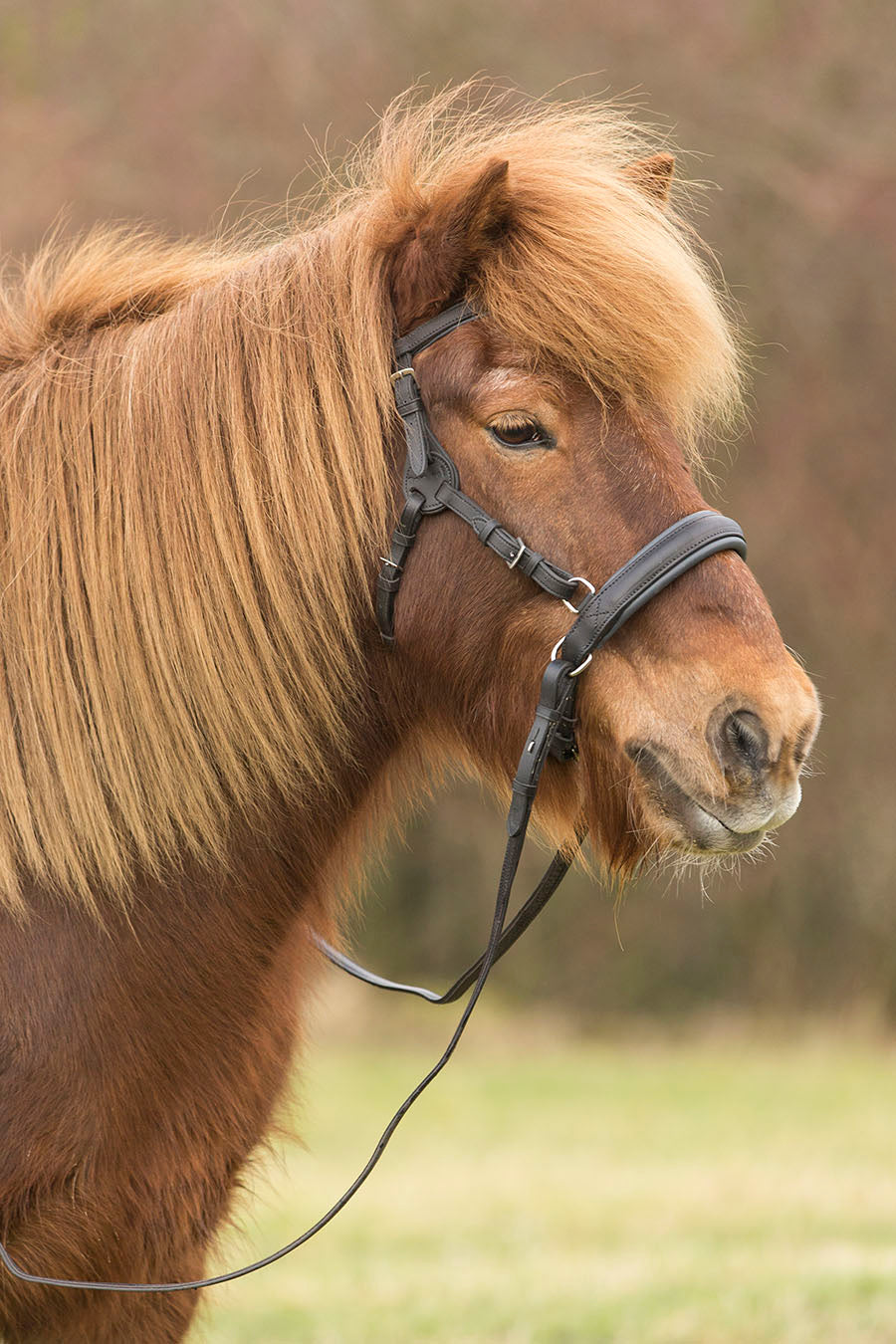 Barefoot Contour Physio Bitless or Bitted Bridle Pony - Barefoot Saddles Australia