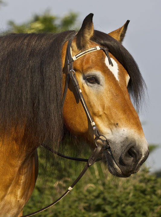 'Oaklet' Bitless or Bitted Headstall