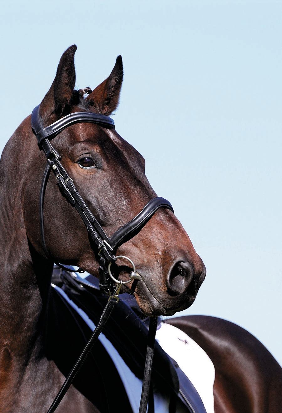 'Wellington Contour' Bitless or Bitted Bridle