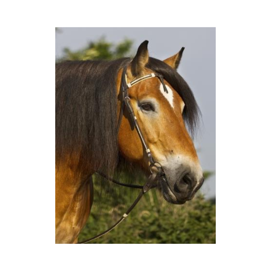 'Oaklet' headstall with bit - Barefoot Saddles Australia