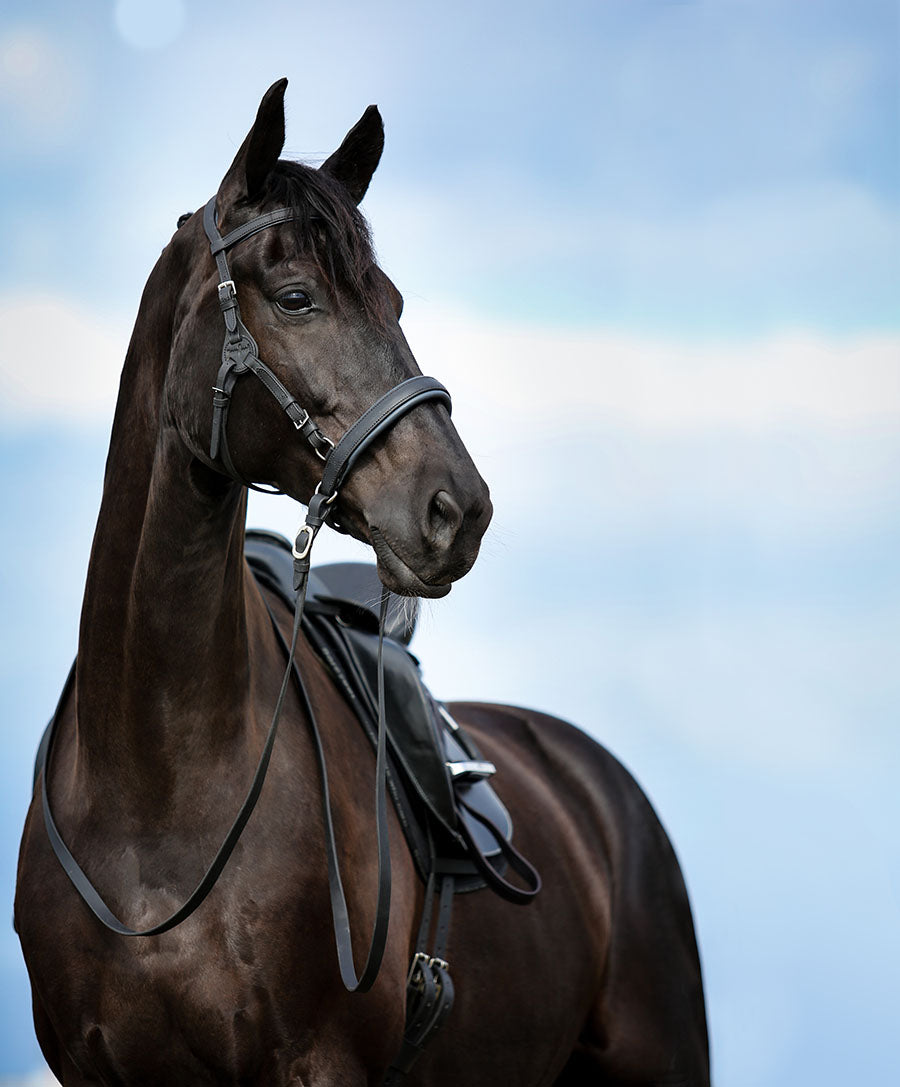 Barefoot® 'Contour Physio' Bitless or Bitted Bridle - Noseband Sold Separately