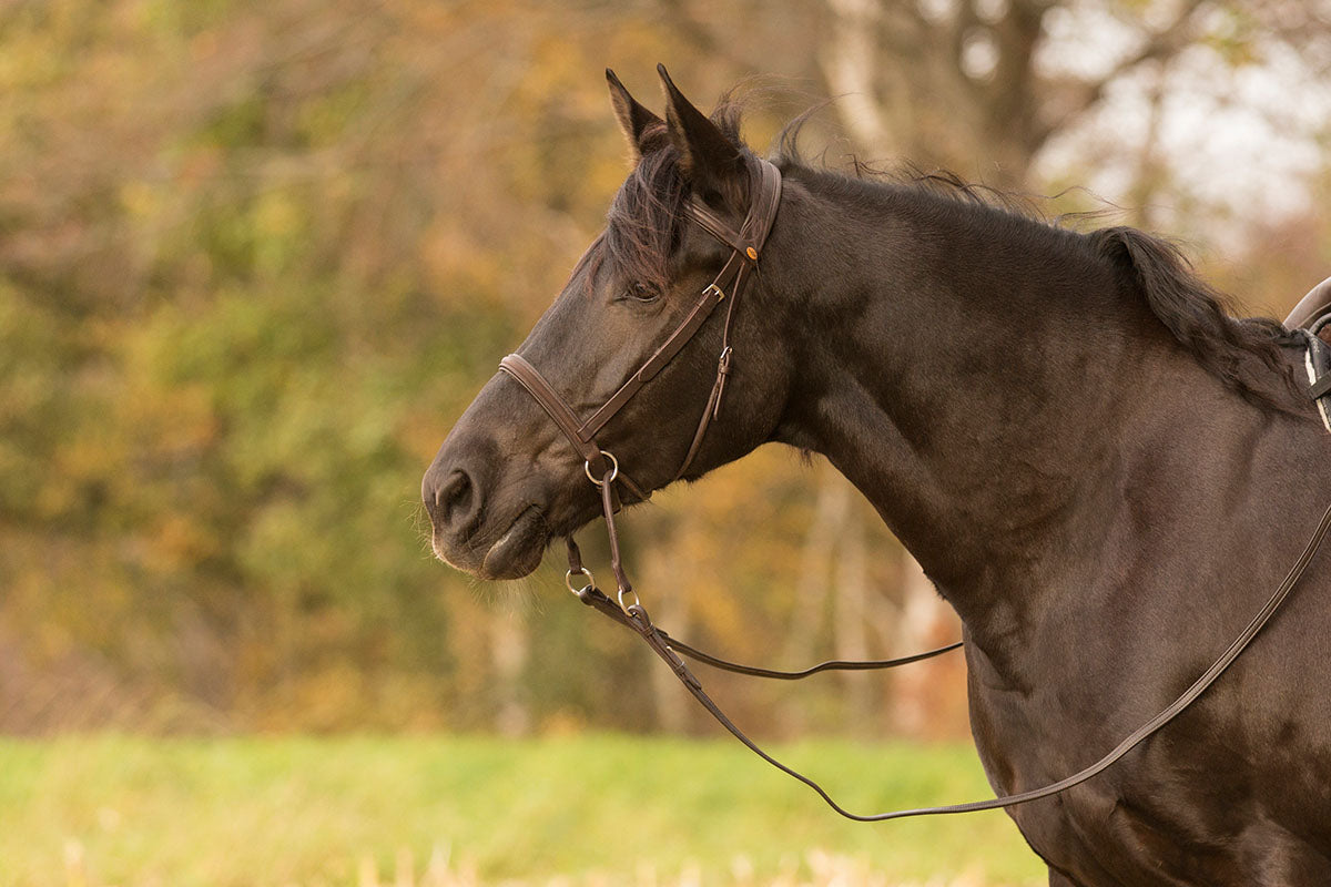 Bitless Bridle 'Walnut' - Barefoot Saddles Australia